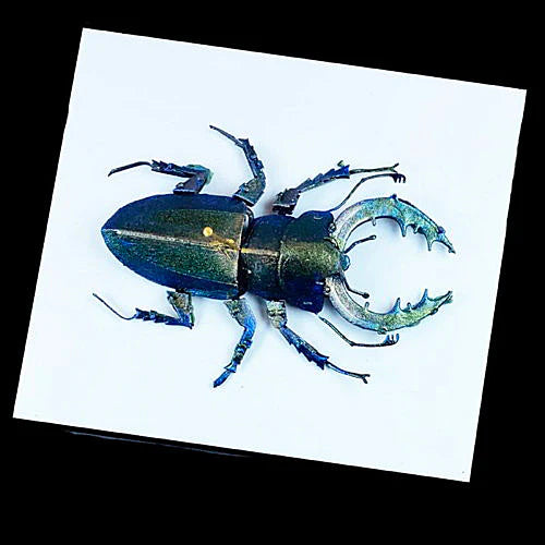 Turbo Dork: TurboShift - Scarab