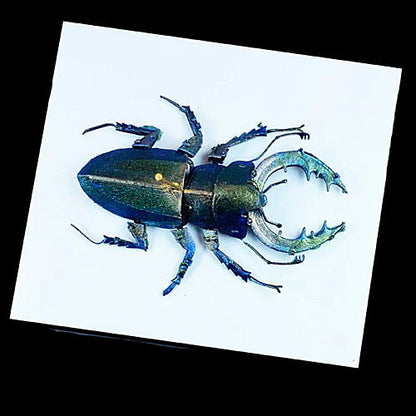 Turbo Dork: TurboShift - Scarab